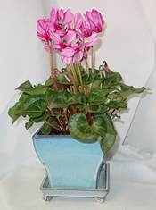 Description: Description: Description: SassyCyclamen