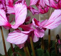 Description: Description: Description: SassyCyclamen_close