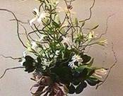 Description: Description: Description: Description: ftp://web20255:%3ADp2leCl@webflorals.com/www/htdocs/Vase/white_rough.JPG